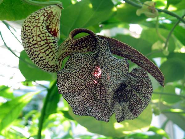 aristolochia_cymbifera.jpg