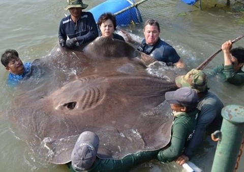 Arraia gigante com mais de 300kg é capturada. Veja: