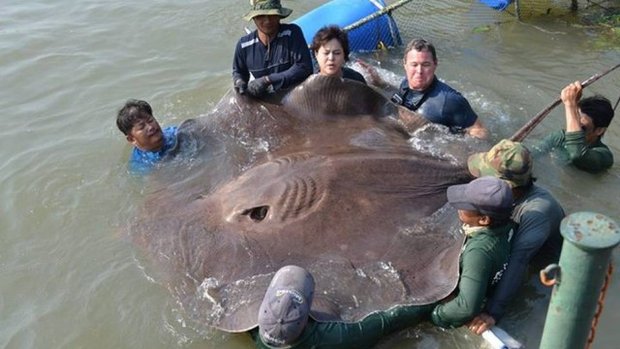 Arraia gigante com mais de 300kg é capturada. Veja:
