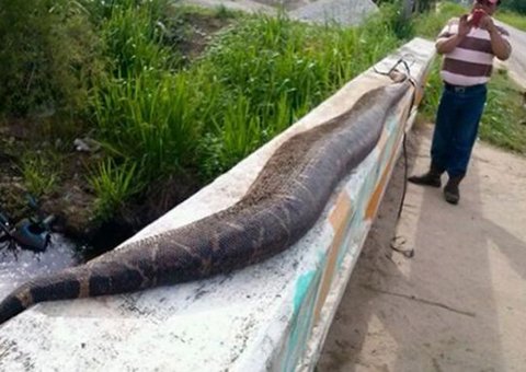 Mexicanos matam cobra gigante de 8 metros suspeita de engolir criança