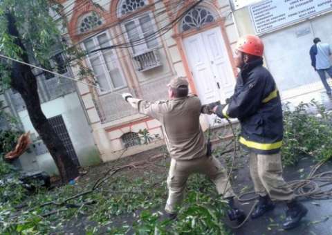 Árvore tomba e obstrui rua Lobo D’Almada