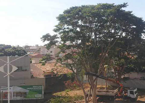 Ironia: Árvore derrubada e no lugar outdoors sobre preservação ambiental