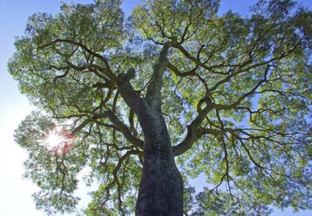arvore_copaiba_olharimagem.jpg