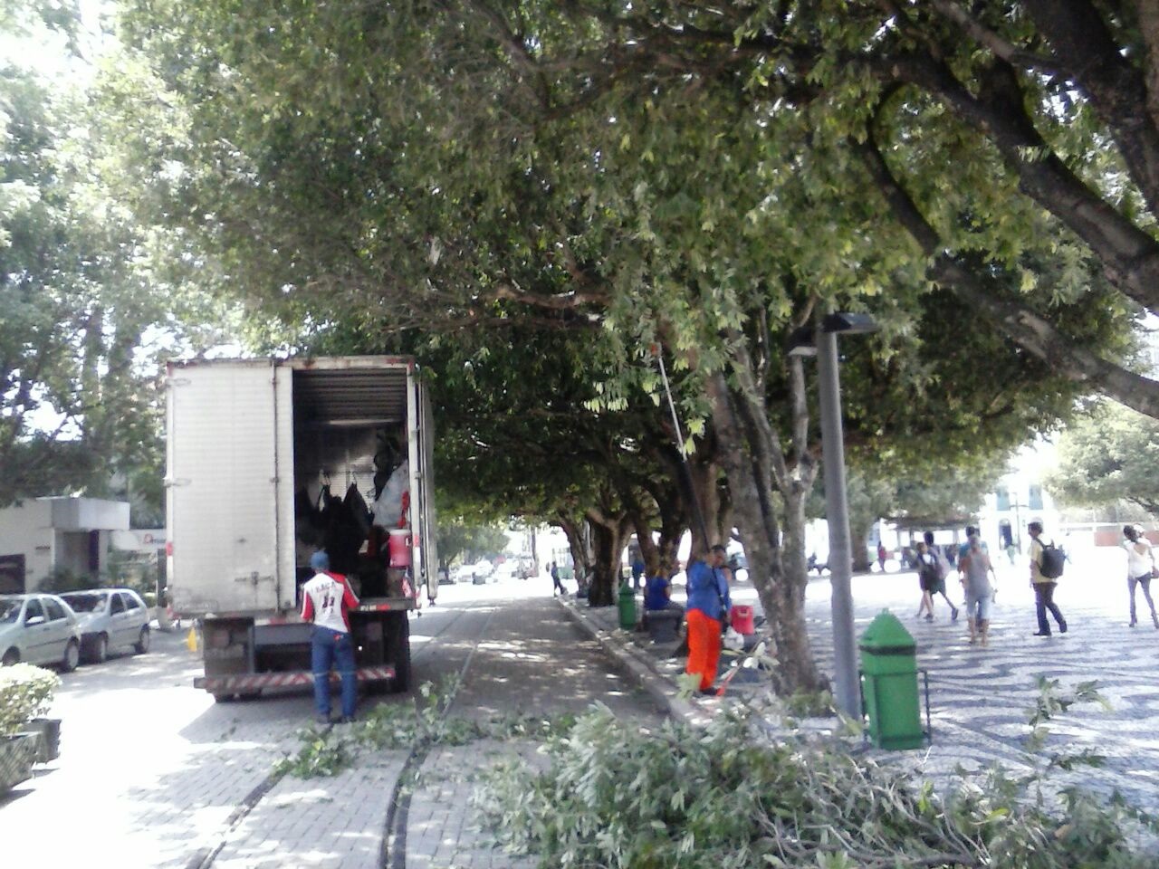 Árvores do Centro recebem ação de manejo