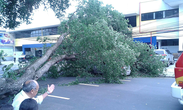 Árvore tomba e interdita rua Salvador
