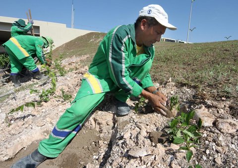 Projeto do Complexo viário   terá 4,5 mil mudas ornamentais