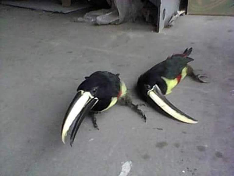 Fêmea de tucano é resgatada pela Cicom após companheiro morrer eletrocutado