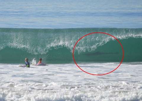 Tubarão-branco é fotografado em onda atrás de duas crianças 