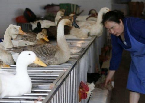 Gripe aviária gera perdas bilionárias para a indústria avícola da China
