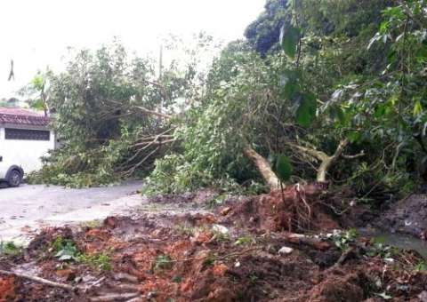 Azeitoneira derrubada no meio da rua no São José 4