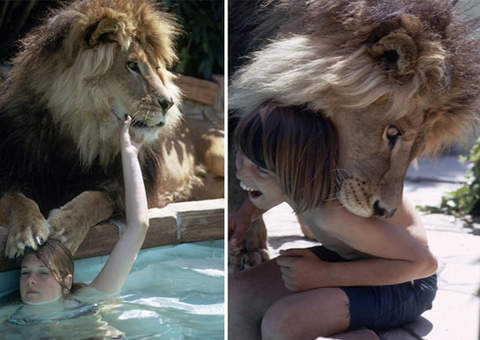 Família vive com leões para produzir um filme 