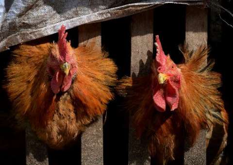 72 pessoas já morreram por causa da Gripe Aviária