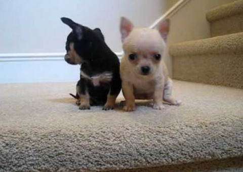 Homem mata três cachorros e decapita filhote da ex após término de namoro