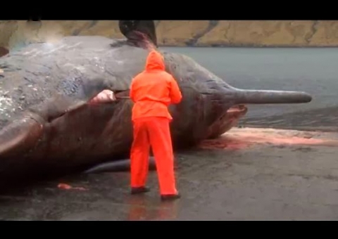 Já viu uma baleia explodindo? Então veja o vídeo