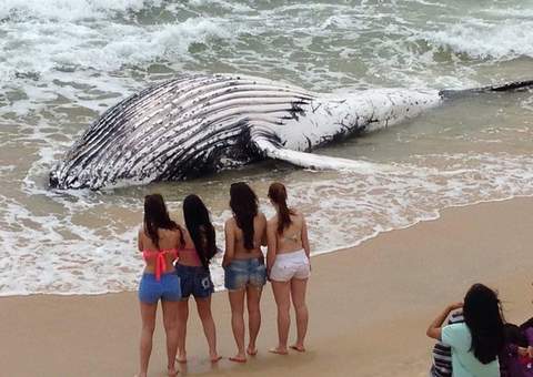 Filhote de baleia jubarte é encontrado morto em praia de Florianópolis