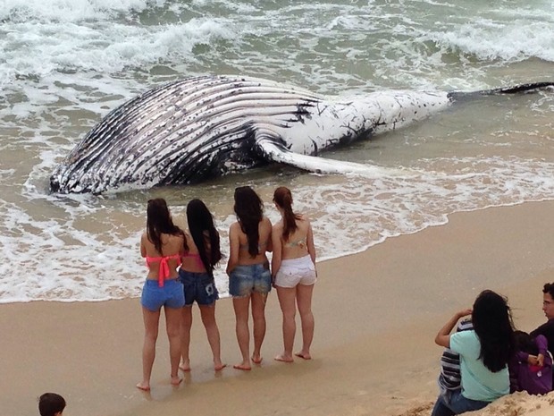 Filhote de baleia jubarte é encontrado morto em praia de Florianópolis