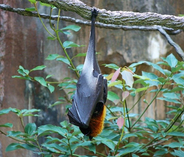 bats-65612_640.jpg