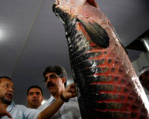 O pirarucu que sonhou ser bacalhau