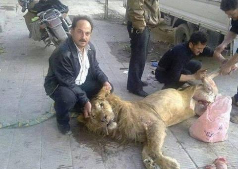 Fome na síria levou população a comer leão de zoológico
