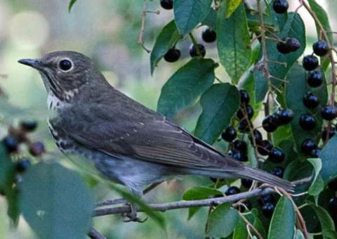 Pássaros estão se divorciando por causa do desmatamento