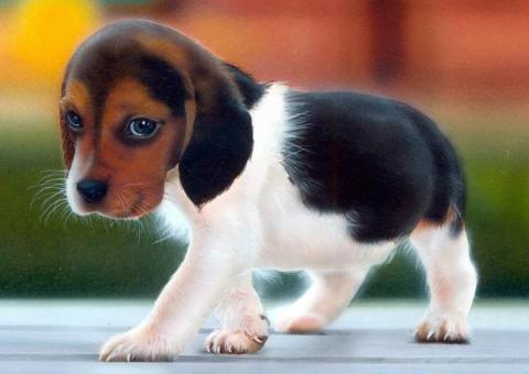 Pet shop não precisa ter veterinário ou se inscrever em conselho de classe