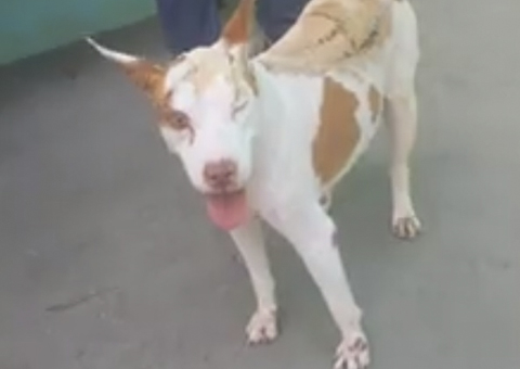 Veja como ficou a "Belinha", a pit bull que quase morre com golpes de facão em Manaus