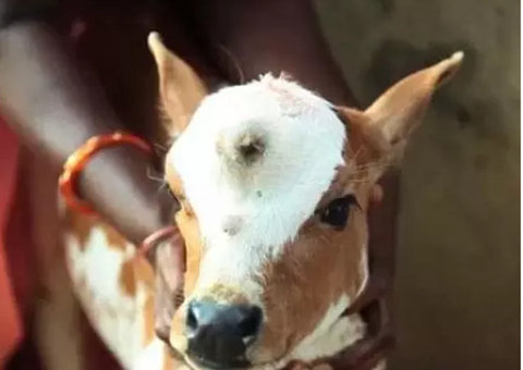 Bizarro: Bezerro com três olhos é adorado na Índia 