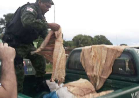 Madeira, pirarucu e quelônios são apreendidos em Manacapuru