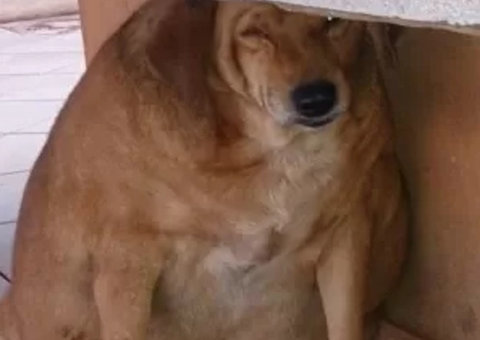 Cão abandonado fica obeso após ser adotado por lanchonete