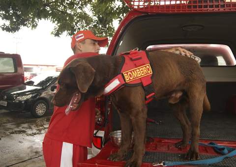 Cães farejadores serão usados no resgate de vítimas em Manaus