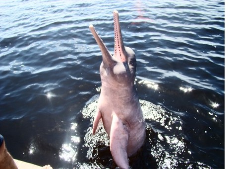 Atuação do MPF em defesa do boto ganha repercussão internacional