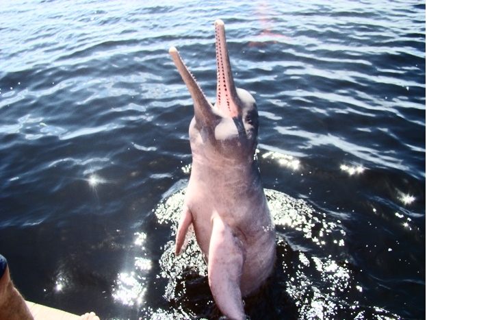 Atuação do MPF em defesa do boto ganha repercussão internacional