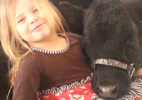 Menina de 5 anos captura vaca, leva para casa, e quase mata a mãe de susto