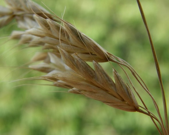 bromus_commutatus_19183_91726-590x470.jpg
