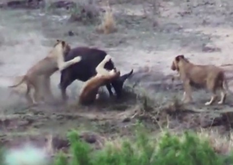  Vídeo mostra búfalos salvando 'amigo' de quatro leoas famintas