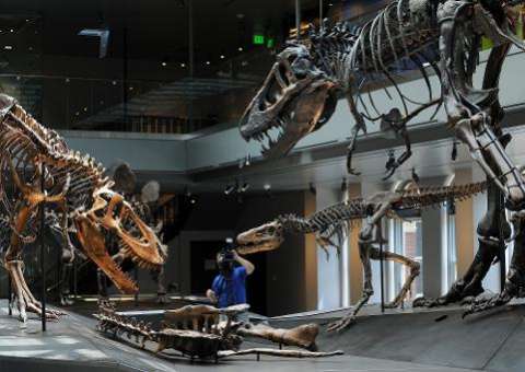 Pequeno tiranossauro viveu no Ártico há 70 milhões de anos