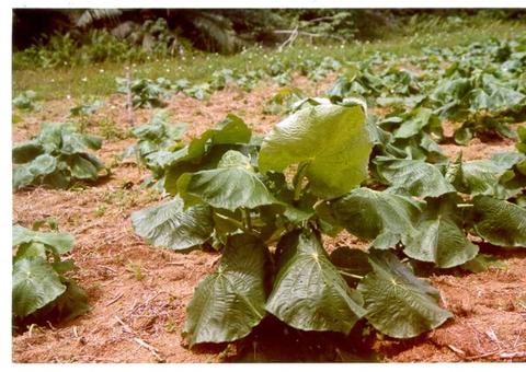 Pesquisas do Inpa avançam na descobertas do antídoto contra malária