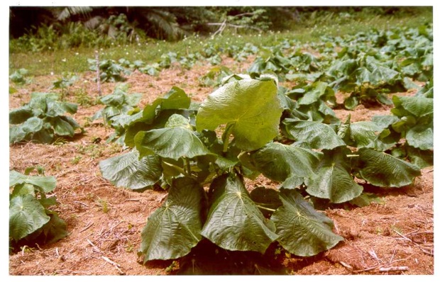 Pesquisas do Inpa avançam na descobertas do antídoto contra malária