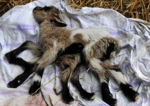 Conheça a cabra que nasceu com oito patas