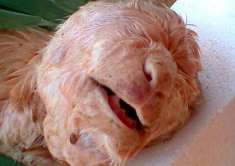 Cabra nasce com rosto humano no Ceará