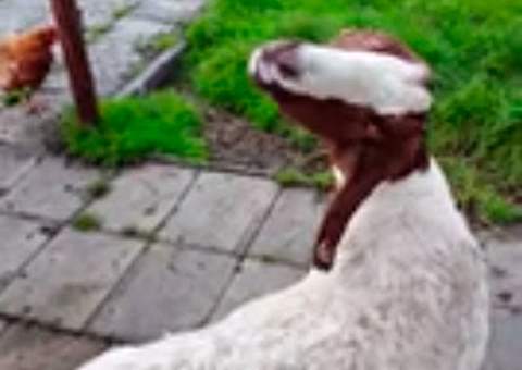 Bizarro: Cabra possuída pelo demônio! Veja no vídeo