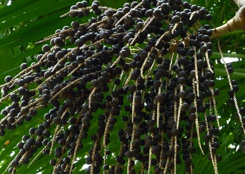 Consumo de açaí aumenta casos de doenças de chagas no Am