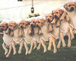 Diante de tantos vexames, a idéia do cachorródromo é até interessante...