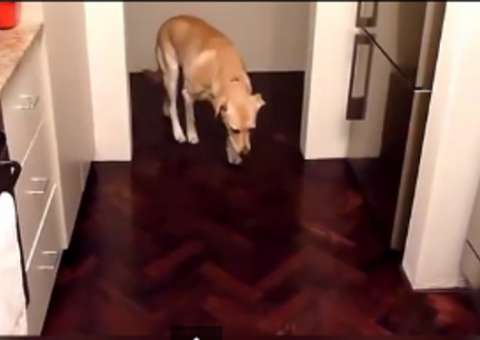 Reação dos cães quando os donos descobrem suas travessuras