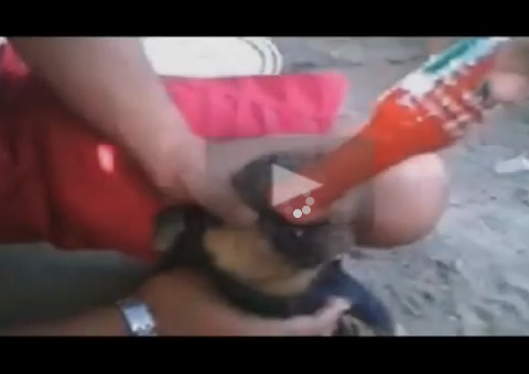 Jovens fazem filhote engolir pimenta para aparecer no Whatsapp