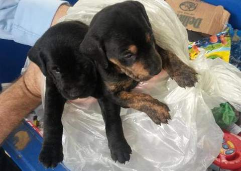 Coletor de lixo encontra dois filhotes de cachorro dentro do saco de lixo