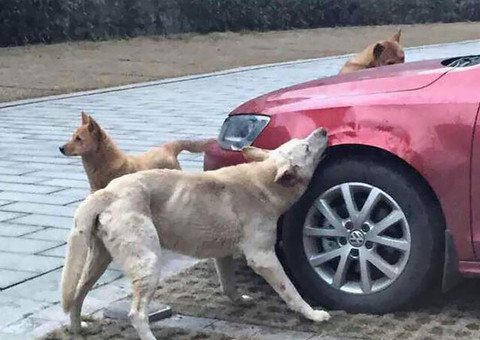 Cachorro de rua é chutado e volta com reforços para se vingar de motorista