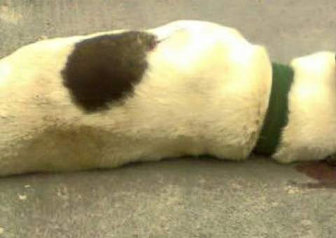 Policial Militar mata com um tiro cachorro que brincava em Manaus