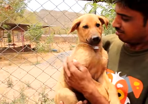 Herói salva cachorro que estava se afogando em poço
