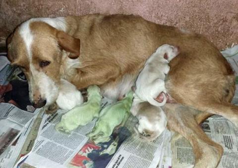Cadela dá a luz filhotes de pelagem verde